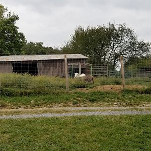 Briarwood Ranch SP - Horse, donkey