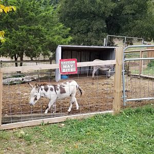 Briarwood Ranch SP - Donkeys