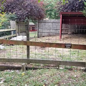 Briarwood Ranch SP - Tennessee fainting goat