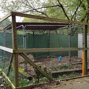 Briarwood Ranch SP - "White Crested African Porcupine"