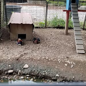 Briarwood Ranch SP - Wood ducks