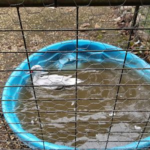 Briarwood Ranch SP - Species ID?