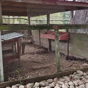 Briarwood Ranch SP - Ringneck Pheasant