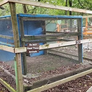 Briarwood Ranch SP - Ringtailed Lemur