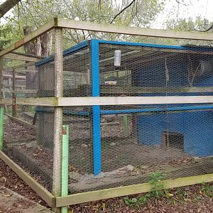 Briarwood Ranch SP - Ringtailed Lemur