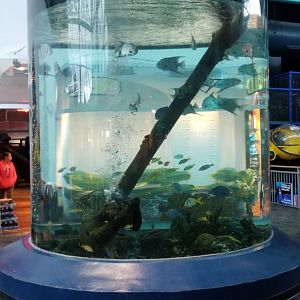 IDs? Aq of the Smokies - Tank inside entrance