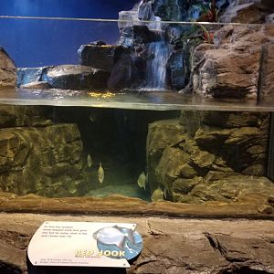 Aq of the Smokies - Red Hook tank