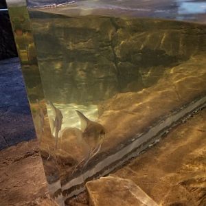 ID? Aq of the Smokies - Red Hook tank