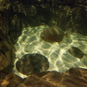 ID? Aq of the Smokies - Red Hook tank, freshwater ray