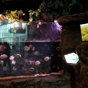 Aq of the Smokies - Red-bellied Piranha tank
