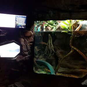 Aq of the Smokies - Electric eel tank