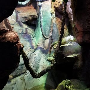 Aq of the Smokies - Green iguanas