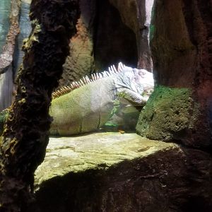 Aq of the Smokies - Green iguana