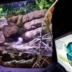 Aq of the Smokies - Mudskipper tank