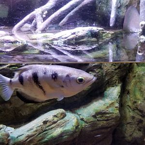 ID? Aq of the Smokies - Unsigned fish in mudskipper tank