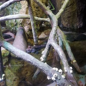 Aq of the Smokies - Mudskipper