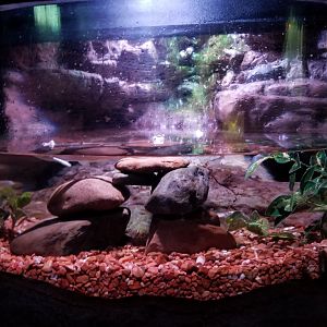 Aq of the Smokies - Four-eyed Fish tank