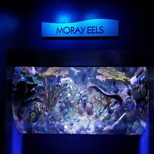 Aq of the Smokies - Moray Eel tank