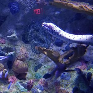 Aq of the Smokies - Moray, blackedge?