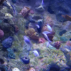 ID? Aq of the Smokies - Unsigned fish in moray eel tank