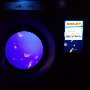 Aq of the Smokies - Moon jellies