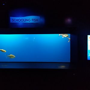 Aq of the Smokies - Schooling fish - Atlantic Menhaden, Florida Pompano
