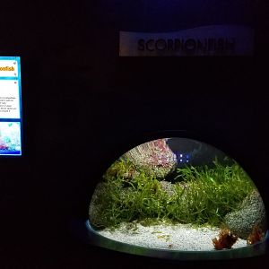 Aq of the Smokies - Weedy scorpionfish, sea goblin tank