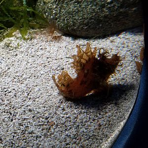 Aq of the Smokies - Weedy scorpionfish