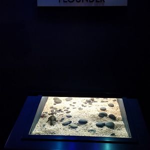 Aq of the Smokies - Longnose Batfish tank (no flounder)