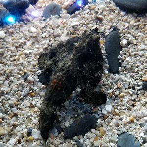 Aq of the Smokies - Longnose batfish