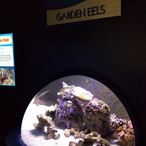Aq of the Smokies - Garden Eel tank