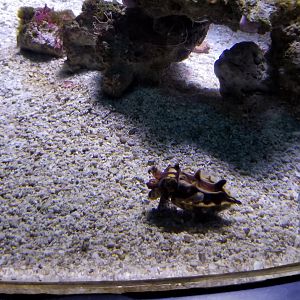 Aq of the Smokies - Flamboyant Cuttlefish in garden eel tank
