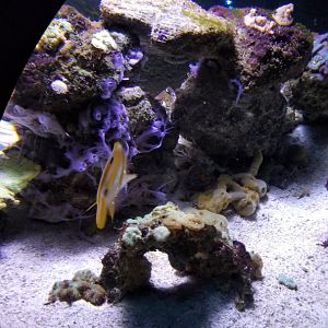 ID? Aq of the Smokies - Unsigned fish, etc in garden eel tank