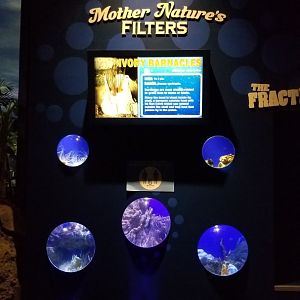 Aq of the Smokies - Mother Nature's Filters