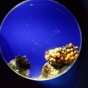 Aq of the Smokies - Mother Nature's Filters