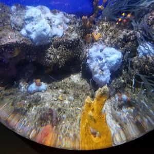 Aq of the Smokies - Mother Nature's Filters