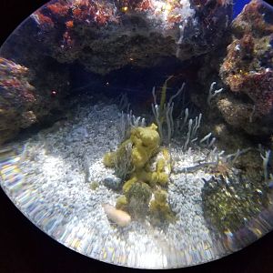 Aq of the Smokies - Mother Nature's Filters