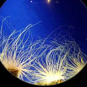 Aq of the Smokies - Mother Nature's Filters