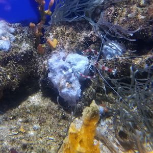 ID? Aq of the Smokies - Mother Nature's Filters