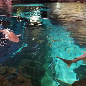 Aq of the Smokies - Large shark tank from above