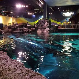 Aq of the Smokies - Large shark tank from above; view of gift shop, exit