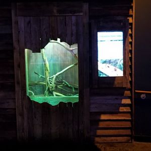 Aq of the Smokies - Solomon Island Skink