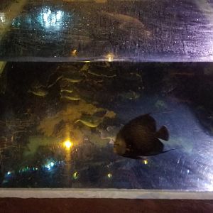 ID? Aq of the Smokies - Odd tank