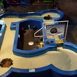 Aq of the Smokies - Horseshoe crab area from above