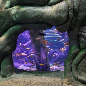 Aq of the Smokies - Cichlid tree tank