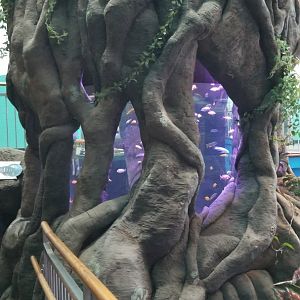 Aq of the Smokies - Cichlid tree tank