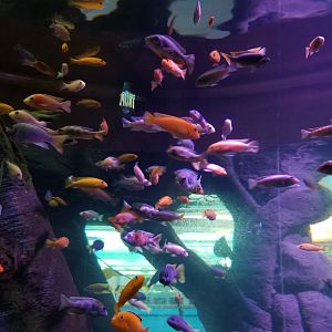 IDs? Aq of the Smokies - Cichlid tree tank - signed giraffe cichlid, zebra mbuna