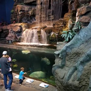 Aq of the Smokies - Large freshwater tank