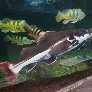 Aq of the Smokies - Redtail catfish, oscars