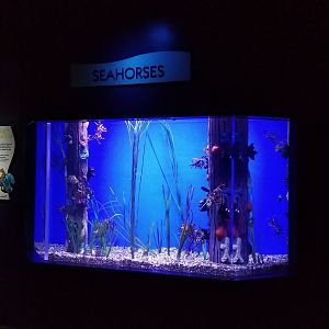 Aq of the Smokies - Seahorse tank